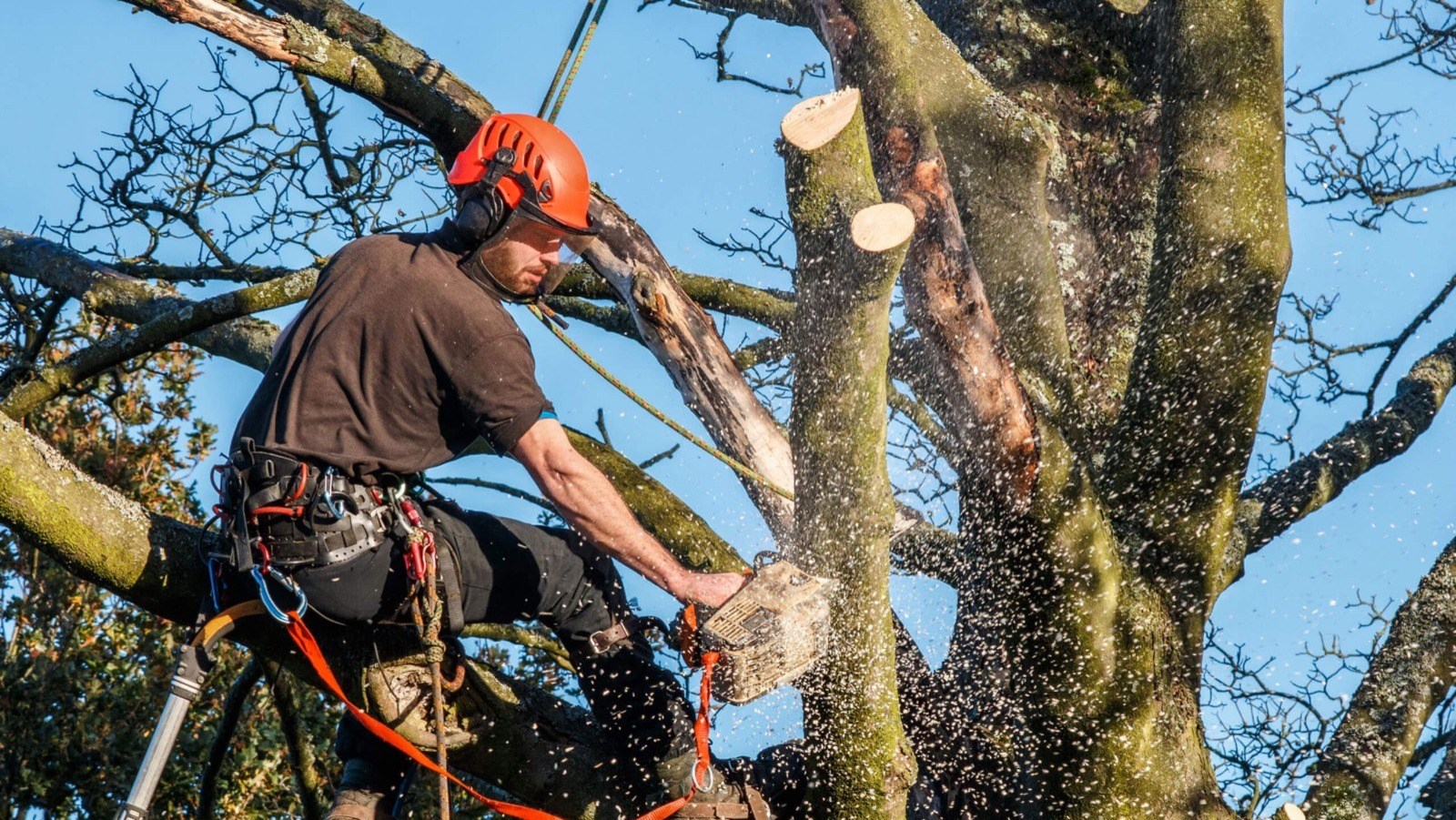 технология обрезки деревьев