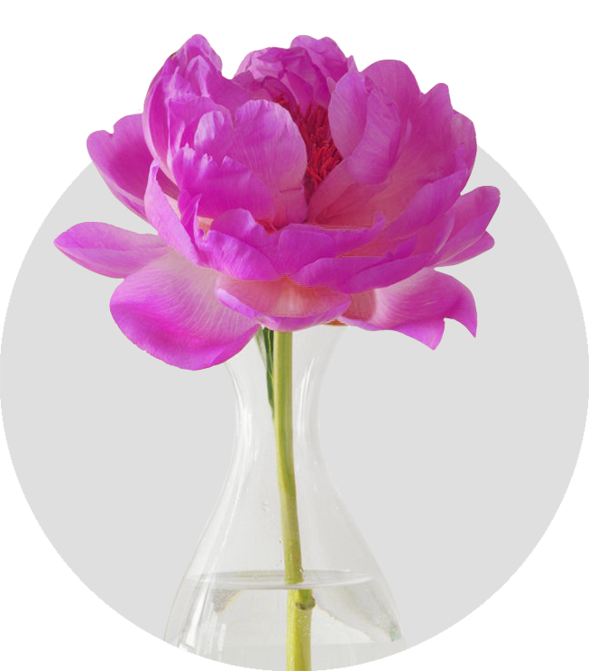 Peony ﻿VioletЕсли хочется дополнить клумбу роскошным растением, которое радует пышным цветением в начале лета, стоит купить саженцы пионов Violet. Махровый цветок фиолетового цвета. Куст высотой 100 см. Среднераннего срока цветения.