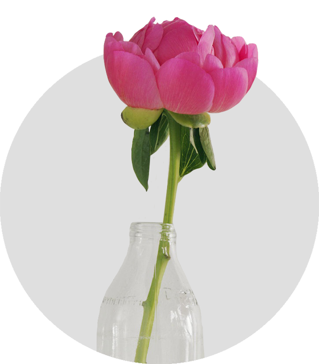 Peony Pink﻿Жизнестойкий, очень мощный сорт. Махровый цветок диаметром 20 см, прекрасной бокаловидной формы, ярко-розовый с сиреневым отливом. Лепестки крупные, округлые. Куст компактный. Высота 100 см. 